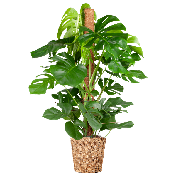 Monstera Deliciosa XL met Torun mand - 120cm - Ø24 | Sierplantenshop 