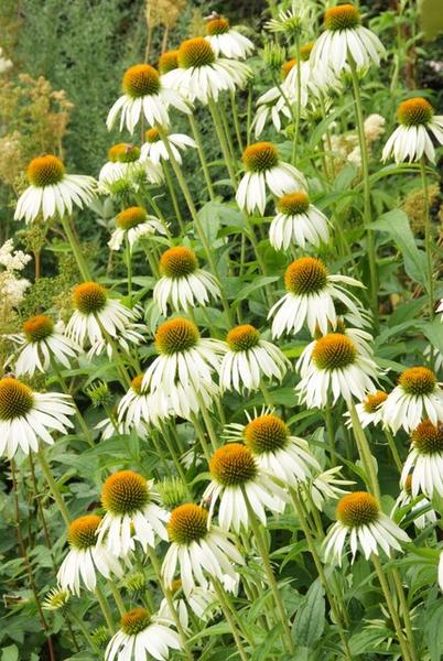 Echinacea p. 'White Swan' - ↕10-25cm - Ø9cm - 12x | Sierplantenshop 