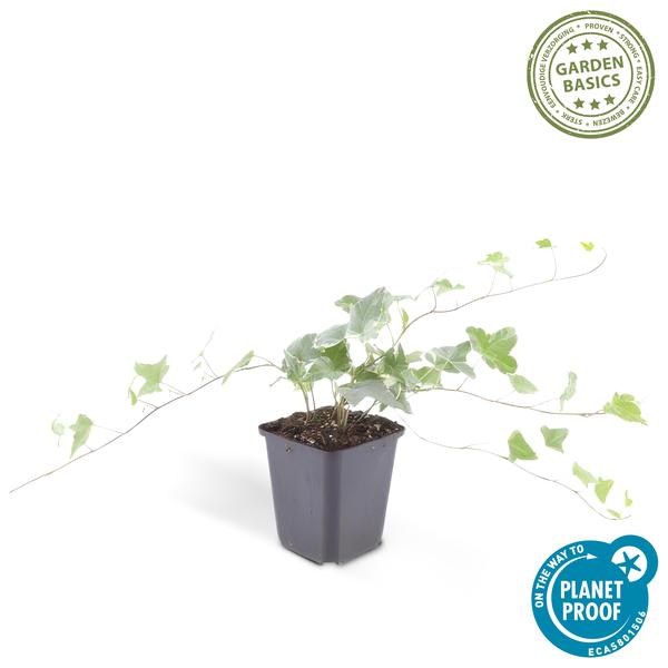 Hedera helix 'Glacier' - ↕10-25cm - Ø9cm - 12x | Sierplantenshop 