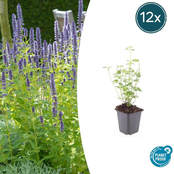 Agastache 'Black Adder' - ↕10-25cm - Ø9cm - 12x | Sierplantenshop 