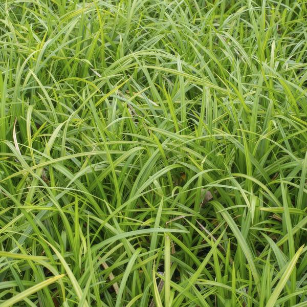 Carex morrowii 'Irish Green' - ↕10-25cm - Ø9cm - 12x | Sierplantenshop 