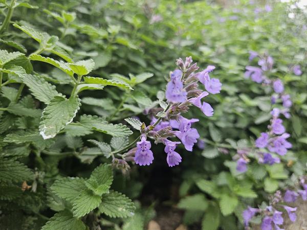 Nepeta 'Walker's Low' - ↕10-25cm - Ø9cm - 12x | Sierplantenshop 