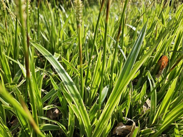 Carex morrowii 'Aureovariegata'  - ↕10-25cm - Ø9cm - 12x | Sierplantenshop 