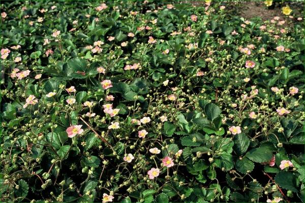 Fragaria vesca - ↕10-25cm - Ø9cm - 12x | Sierplantenshop 