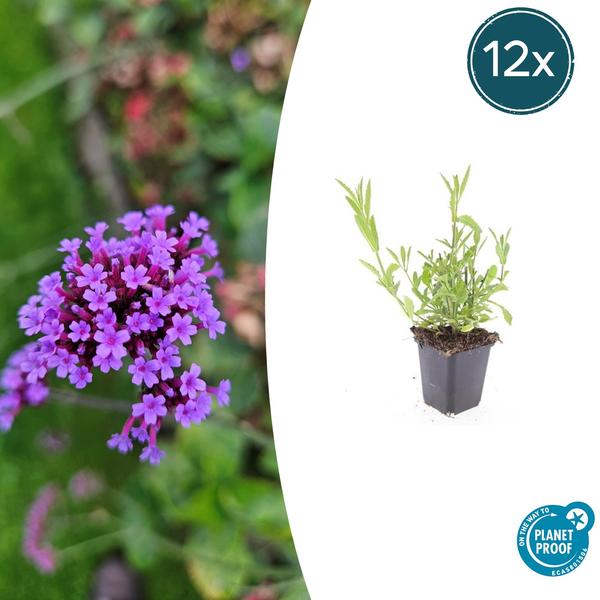 Verbena bonariensis - ↕10-25cm - Ø9cm - 12x | Sierplantenshop 