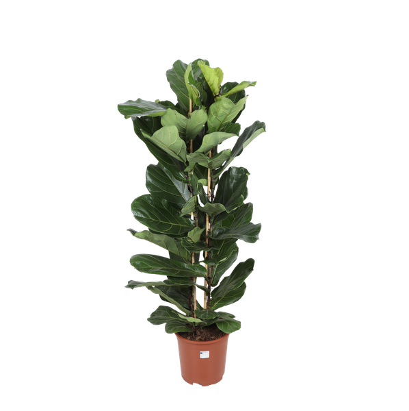 Ficus Lyrata - Ø27cm - ↕140cm | Sierplantenshop 