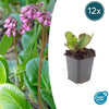 Bergenia cordifolia 'Herbstblüte'  - ↕10-25cm - Ø9cm - 12x | Sierplantenshop 