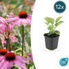 Echinacea p. 'Magnus' - ↕10-25cm - Ø9cm - 12x | Sierplantenshop 