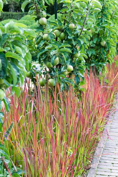 Imperata cylindrica 'Red Baron' - 12x -↕15cm