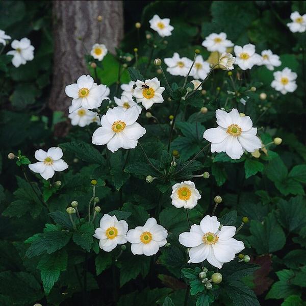 Anemone hyb. 'Honorine Jobert' - ↕10-25cm - Ø9cm - 12x | Sierplantenshop 