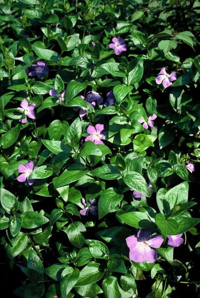 Vinca major - ↕10-25cm - Ø9cm - 12x | Sierplantenshop 