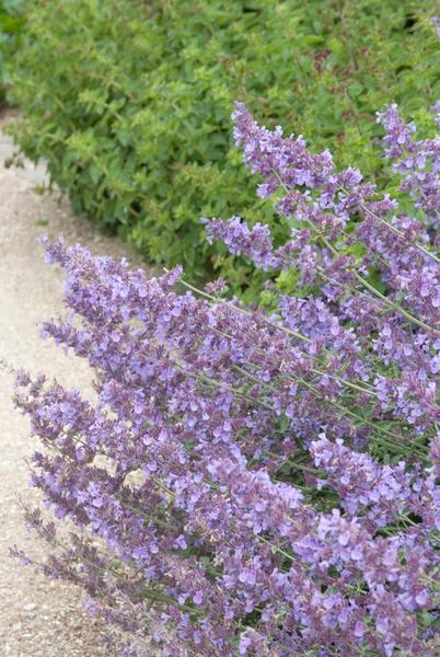 Nepeta 'Walker's Low' - ↕10-25cm - Ø9cm - 12x | Sierplantenshop 