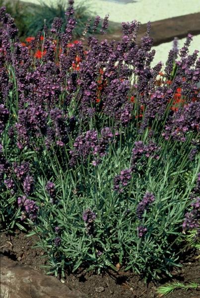 Lavandula ang. 'Munstead' - ↕10-25cm - Ø9cm - 12x | Sierplantenshop 