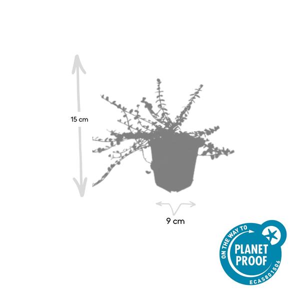 Euonymus fort. 'Minimus' - ↕10-25cm - Ø9cm - 12x | Sierplantenshop 