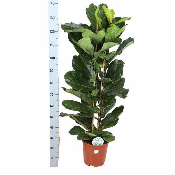 Ficus Lyrata - Ø27cm - ↕140cm | Sierplantenshop 