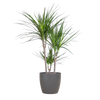 Dracaena Marginata met Viber pot grijs - 95cm - Ø21 | Sierplantenshop 