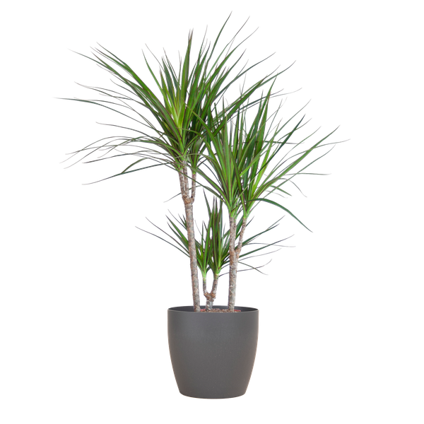 Dracaena Marginata met Viber pot grijs - 95cm - Ø21 | Sierplantenshop 