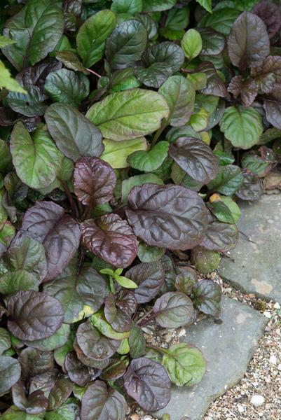 Ajuga reptans 'Catlin's Giant' - ↕10-25cm - Ø9cm - 12x | Sierplantenshop 