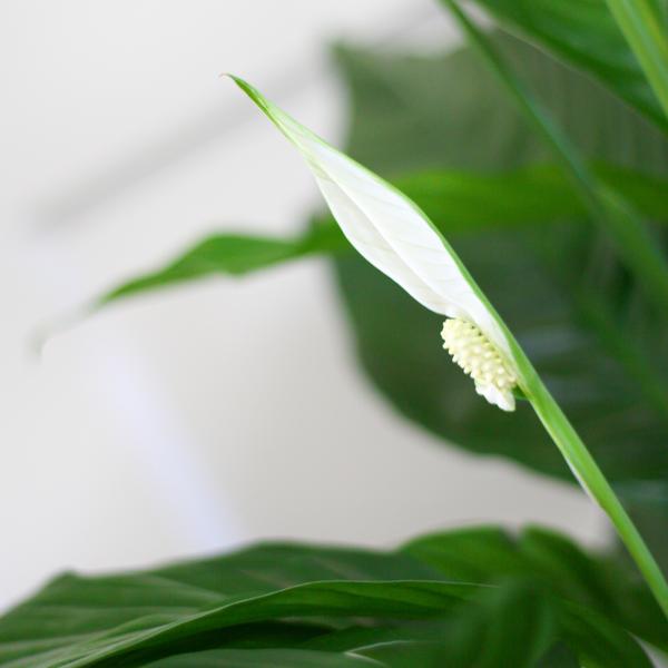 Spathiphyllum met Viber grijs - 80cm - Ø21 | Sierplantenshop 