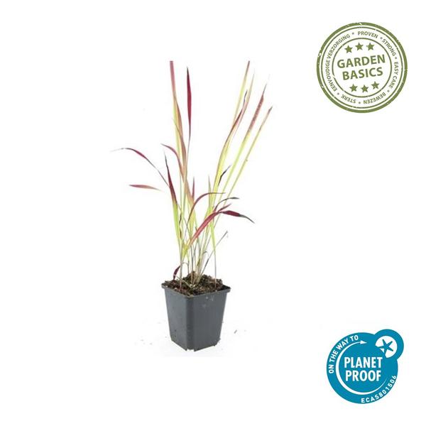 Imperata cylindrica 'Red Baron' - ↕10-25cm - Ø9cm - 12x | Sierplantenshop 