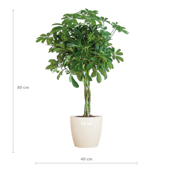 Schefflera Arab Nora met Viber wit  - 70cm - Ø21 | Sierplantenshop 