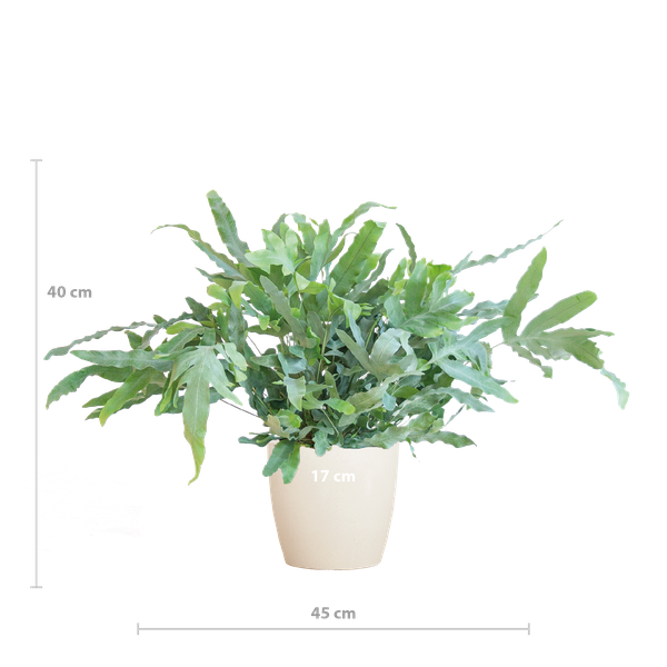 Phlebodium Aureum 'Blue Star' met Viber wit - 40cm - Ø17 | Sierplantenshop 