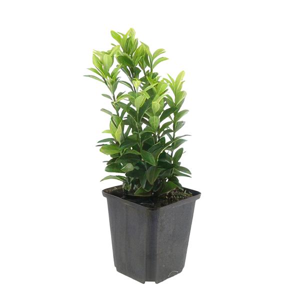 Euonymus jap. Green Spire - ↕10-25cm - Ø9cm - 12x | Sierplantenshop 