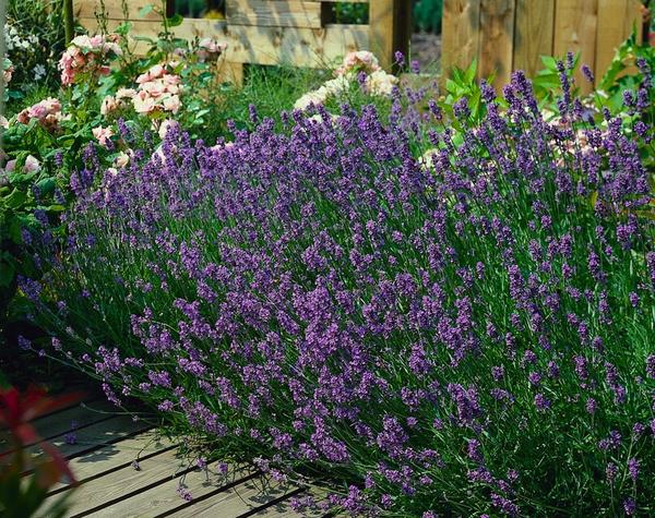 Lavandula ang. 'Munstead' - ↕10-25cm - Ø9cm - 12x | Sierplantenshop 