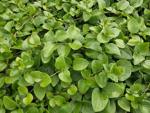 Vinca major 'Alba' - ↕10-25cm - Ø9cm - 12x | Sierplantenshop 