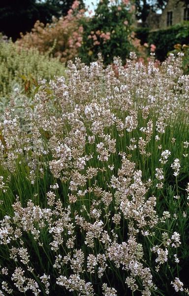 Lavandula int. 'Edelweiss' - ↕10-25cm - Ø9cm - 12x | Sierplantenshop 