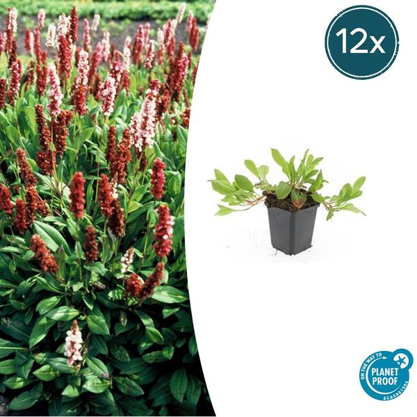 Persicaria aff. 'Darjeeling Red' - ↕10-25cm - Ø9cm - 12x | Sierplantenshop 