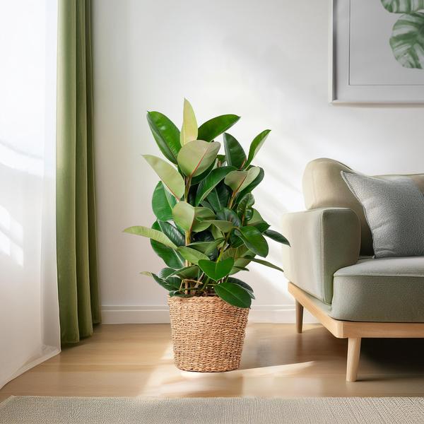 Ficus Elastica Robusta XL met mand Torun - 90cm - Ø27 | Sierplantenshop 