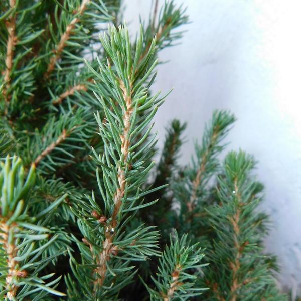 Kleine Kerstboom pot Ø19 cm - ca. 70 cm hoogte - Picea glauca Conica | Sierplantenshop 