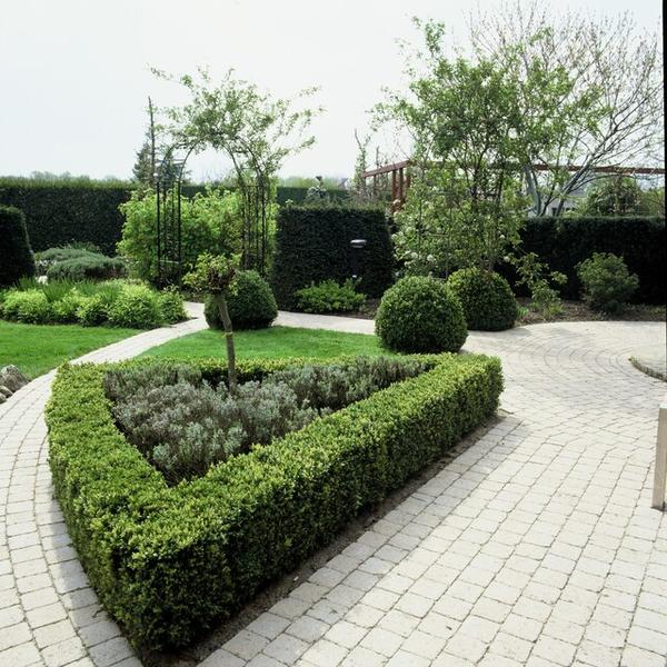 Buxus Sempervirens - ↕10-25cm - Ø9cm - 12x | Sierplantenshop 