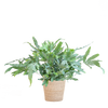 Phlebodium Aureum 'Blue Star' met Mand Sofia naturel - 40cm - Ø17 | Sierplantenshop 