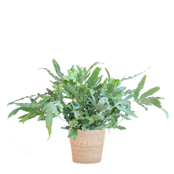 Phlebodium Aureum 'Blue Star' met Mand Sofia naturel - 40cm - Ø17 | Sierplantenshop 