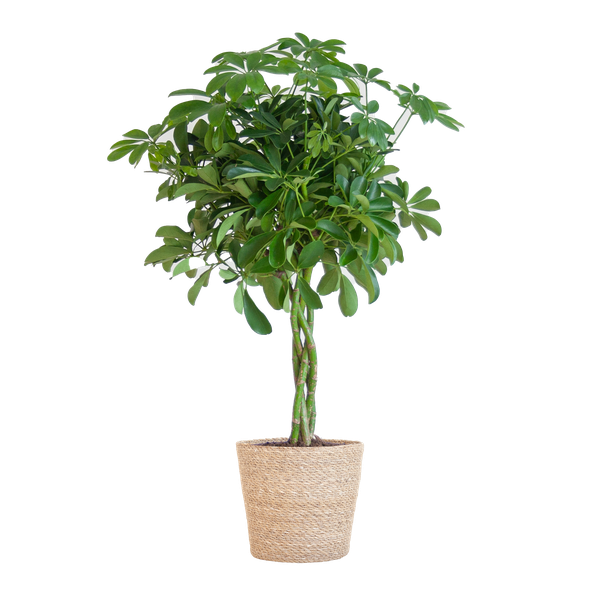 Schefflera Arab Nora met Mand Sofia naturel  - 70cm - Ø21 | Sierplantenshop 