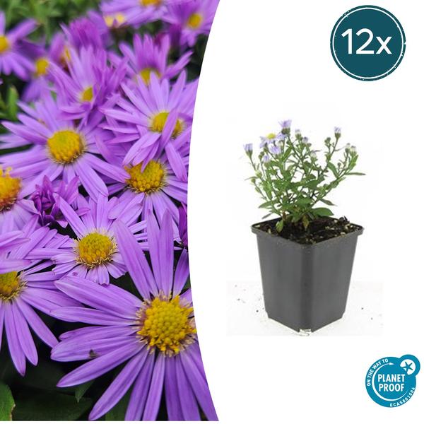 Aster (D) 'Prof. Anton Kippenberg'  - ↕10-25cm - Ø9cm - 12x | Sierplantenshop 