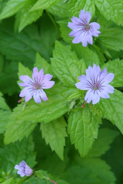 Geranium nodosum - ↕10-25cm - Ø9cm - 12x | Sierplantenshop 