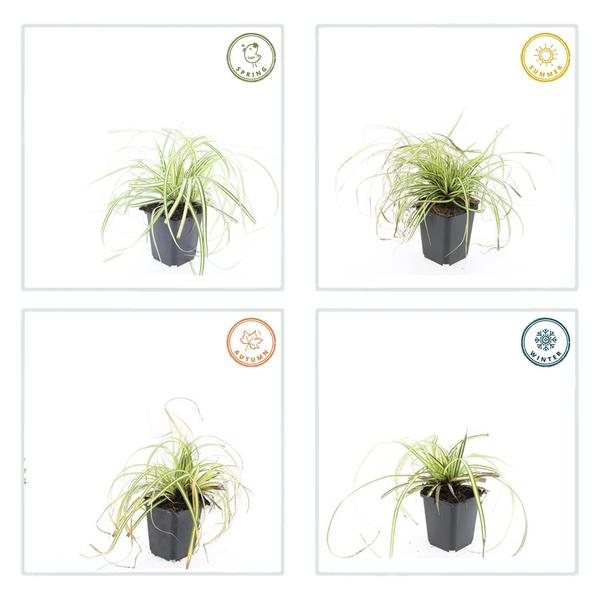 Carex oshim. 'Evergold'  - ↕10-25cm - Ø9cm - 12x | Sierplantenshop 