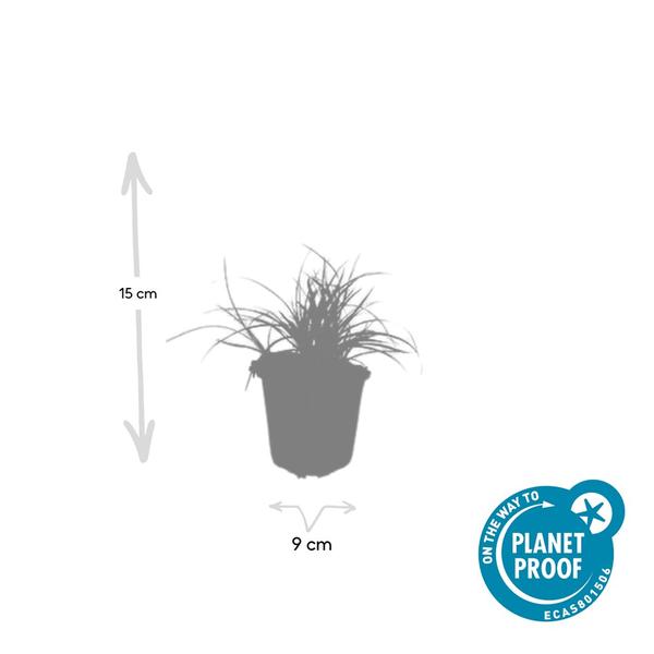 Luzula nivea - ↕10-25cm - Ø9cm - 12x | Sierplantenshop 