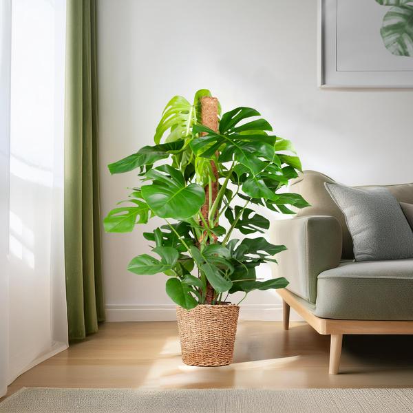 Monstera Deliciosa XL met Torun mand - 120cm - Ø24 | Sierplantenshop 