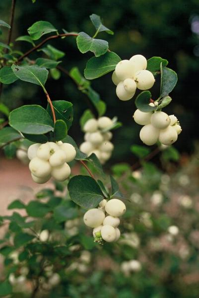 Symphoricarpos ch. 'Hancock' - ↕10-25cm - Ø9cm - 12x | Sierplantenshop 