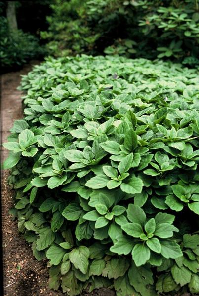 Pachysandra terminalis - 12x -↕15cm