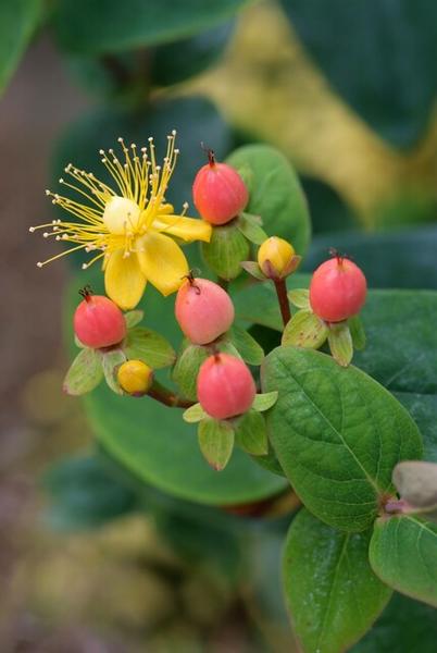 Hypericum inodorum 'Annebel' - ↕10-25cm - Ø9cm - 12x | Sierplantenshop 