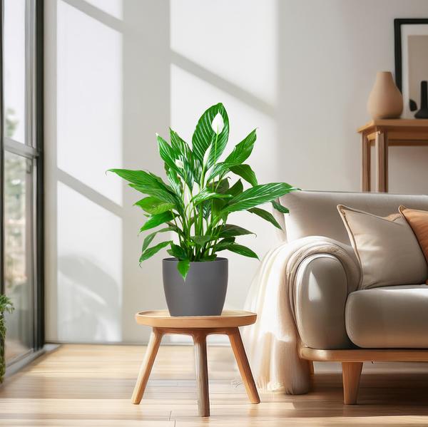 Spathiphyllum met Viber grijs - 80cm - Ø21 | Sierplantenshop 