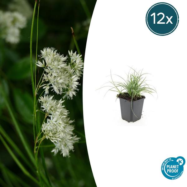 Luzula nivea - ↕10-25cm - Ø9cm - 12x | Sierplantenshop 