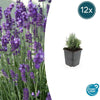 Lavandula ang. 'Dwarf Blue' - ↕10-25cm - Ø9cm - 12x | Sierplantenshop 