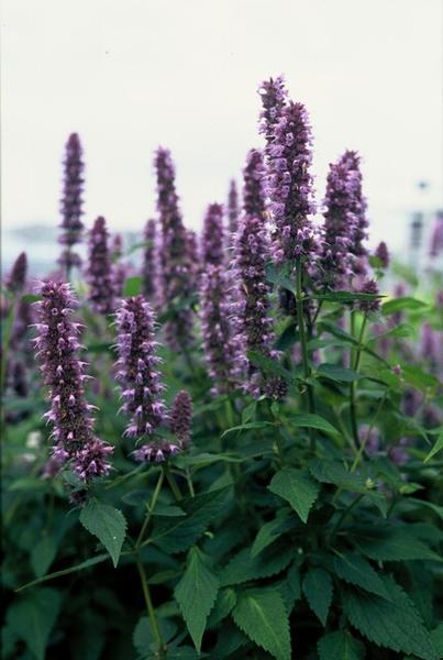 Agastache 'Blue Fortune' - ↕10-25cm - Ø9cm - 12x | Sierplantenshop 