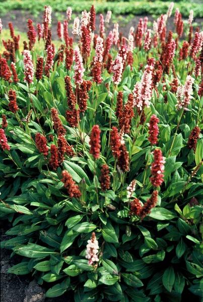 Persicaria aff. 'Darjeeling Red' - ↕10-25cm - Ø9cm - 12x | Sierplantenshop 